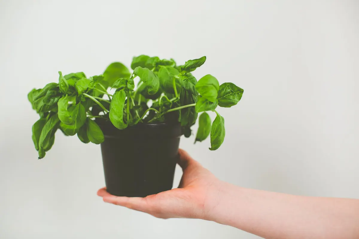 Common Basil Growing Mistakes UK Gardeners Make