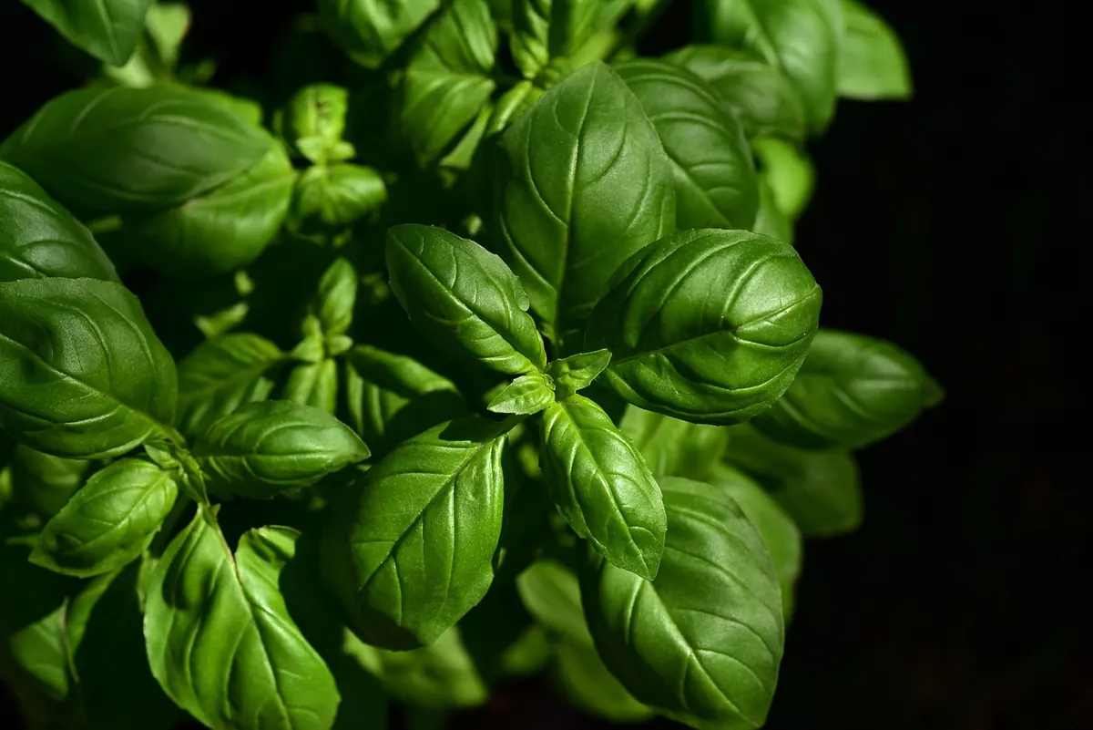 When and How to Harvest Basil for Bushier Plants